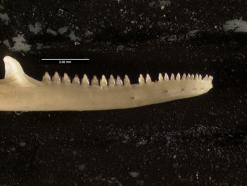 Media type: image;   Herpetology R-64693
